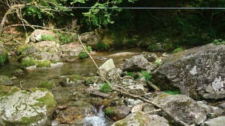 清流の写真