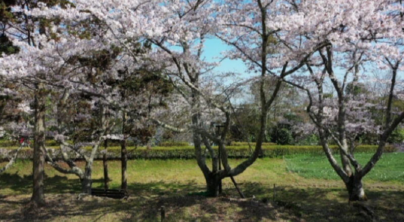 桜の写真
